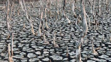 Destruction mangrove forest scenery, destruction mangrove forest is an ecosystem that has been severely degraded or eliminated such as habitat, and pollution, take care of the mangrove forest. video