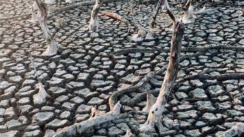 distruzione mangrovia foresta scenario, distruzione mangrovia foresta è un ecosistema quello ha stato gravemente degradato o eliminato come come habitat, e inquinamento, prendere cura di il mangrovia foresta. video