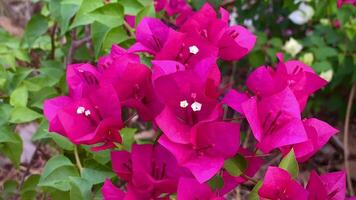 bougainvillier, bougainvilliers fleur, papier fleur , c'est une magnifique à la recherche été fleur.it est un ornemental plante originaire de à tropical régions.marques vous ressentir rafraîchi. bougainvilliers glabre choisy video