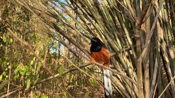 White-rumped shama,Copsychus malabaricus,perched on a branch, has a glossy blue-black head and upperparts with conspicuous white rump and long blackish tail,Birds that funny animals video
