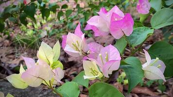 Bougainvillea, Bougainvillea Blume, Papier Blume , es ist ein schön suchen Sommer- Blume.it ist ein Zier Pflanze einheimisch zu tropisch regionen.macht Sie Gefühl aufgefrischt. Bougainvillea Glabra wählerisch video