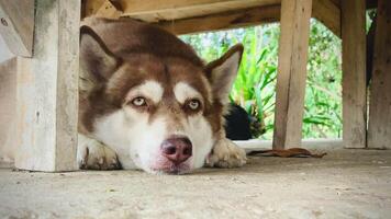 Portrait funny animals of a Siberian Husky funny dog puppy, Siberian Husky are attractive and charming, Siberian Husky is a funny dog or puppy, Pet are funny dog,pet funny animals video