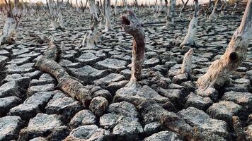 Destruction mangrove forest scenery, destruction mangrove forest is an ecosystem that has been severely degraded or eliminated such as habitat, and pollution, take care of the mangrove forest. video