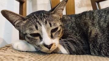 retrato gracioso animales de un gracioso gato cachorro, gato son atractivo y encantador, es un gracioso gato o cachorro, mascota son gracioso gato o cachorro, mascota gracioso animales eso es un juguetón, mascota y es un favorito video