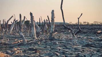 destruction mangrove forêt paysage, destruction mangrove forêt est un écosystème cette a été gravement dégradé ou éliminé tel comme habitat, et pollution, prendre se soucier de le mangrove forêt. video