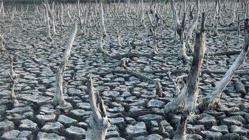 destrucción mangle bosque escenario, destrucción mangle bosque es un ecosistema ese tiene estado severamente degradado o eliminado tal como hábitat, y contaminación, tomar cuidado de el mangle bosque. video