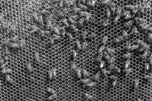 La estructura hexagonal abstracta es un panal de abejas lleno de colmena foto