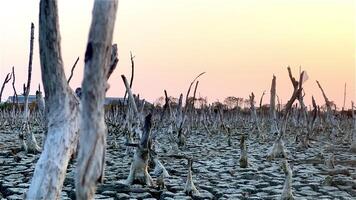 distruzione mangrovia foresta scenario, distruzione mangrovia foresta è un ecosistema quello ha stato gravemente degradato o eliminato come come habitat, e inquinamento, prendere cura di il mangrovia foresta. video