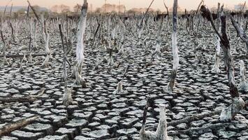 Zerstörung Mangrove Wald Landschaft, Zerstörung Mangrove Wald ist ein Ökosystem Das hat gewesen stark degradiert oder eliminiert eine solche wie Lebensraum, und Verschmutzung, nehmen Pflege von das Mangrove Wald. video