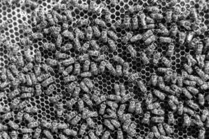 La estructura hexagonal abstracta es un panal de abejas lleno de colmena foto