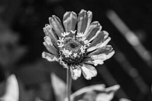 Beautiful wild growing flower zinnia elegans on background meadow photo