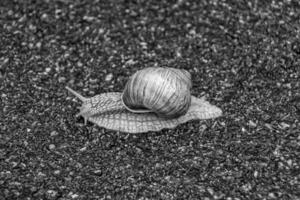 Big garden snail in shell crawling on wet road hurry home photo