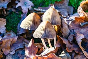 fotografía a tema grande hermosa venenoso seta en bosque en hojas antecedentes foto