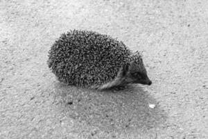 Photography on theme beautiful prickly little hedgehog goes into dense wild forest photo