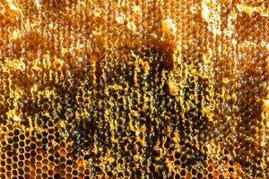 Drop of bee honey drip from hexagonal honeycombs filled with golden nectar photo