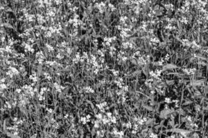 fotografía sobre el tema mostaza de flores silvestres finas en la pradera de fondo foto