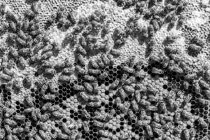 La estructura hexagonal abstracta es un panal de abejas lleno de colmena foto