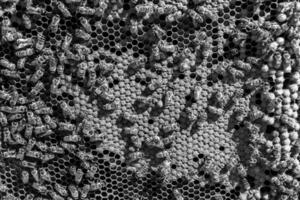 La estructura hexagonal abstracta es un panal de abejas lleno de colmena foto