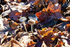 Photography to theme large beautiful poisonous mushroom in forest on leaves background photo