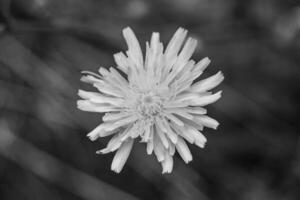 Beautiful wild growing flower seed dandelion on background meadow photo