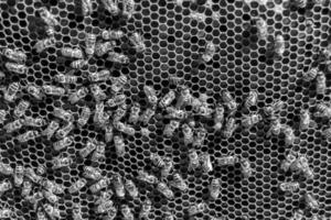 La estructura hexagonal abstracta es un panal de abejas lleno de colmena foto