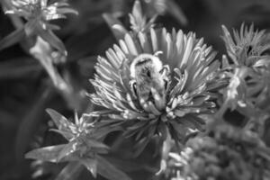 hermosa abeja alada de flores silvestres en el prado de follaje de fondo foto