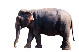 Elephant, Full body standing and walking of big black female asian elephant isolated on transparent background, Thailand elephant, side view, PNG File