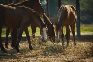 group of female horses eating dry grass at ranch farm photo