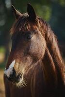 cerca arriba cabeza de hembra caballo en pie al aire libre foto