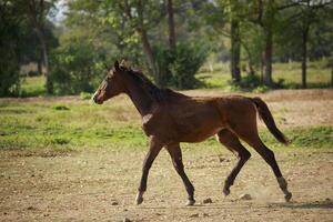 full body of female horse running on dusty field farm photo