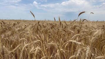 fermer de blé épillet balancement dans le vent. énorme blé champ et bleu ciel sur une été ensoleillé journée. Les agriculteurs champ avec grain cultures. vue de oreilles de blé balancement dans le vent. video