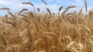 trigo campo do Ucrânia lento movimento. orelhas do trigo fechar-se. uma enorme extensão do trigo campo. a vista do a orelhas do milho balançando dentro a vento é hipnotizante. video