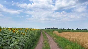uma girassol campo e uma trigo campo separado de uma sujeira estrada. rural verão panorama. azul céu e cintilante amarelo girassol flores video