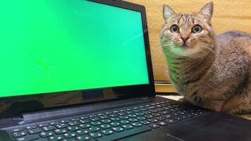 Funny video of a cat near an open laptop with a green screen. Tabby cat with round surprised eyes close-up.