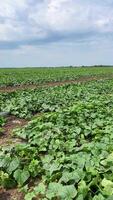 agricolo campo di cetrioli su un industriale azienda agricola, cresciuto su gocciolare irrigazione. un' leggero vento ondeggia il cetriolo le foglie. moderno tecnologie per in crescita verdure. giallo cetriolo fiore. video