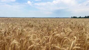 Wheat field and blue sky. Ears of wheat close-up. Wheat field of Ukraine . video