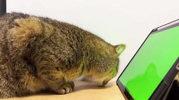 un curioso gato examina el toque verde pantalla de un ordenador portátil. video