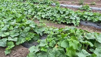 pepino plantação em a industrial escala. video