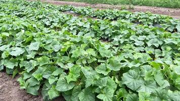 Pepino campo. granja pepinos crecido en goteo irrigación. video