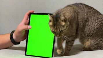 grön övervaka med Chromakey i en hand mot de bakgrund av ett öm katt. video