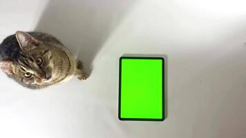 Cute kitten sitting in studio with chroma key on green screen. Horizontal video with cute pet for web advertising.