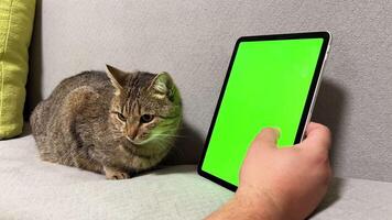 A green monitor with chromakey in a hand against the background of an affectionate cat. video