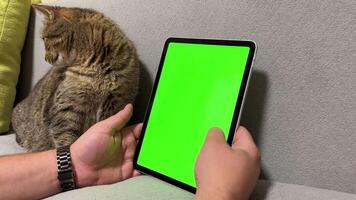 Green monitor with chromakey in a mands hand against the background of an affectionate cat. Cute video of a cat near a tablet with a green screen.