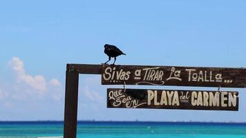 playa del carmen Quintana roo Mexiko 2023 großartig beschattet grackle Vogel sitzt auf playa del carmen unterzeichnen. video