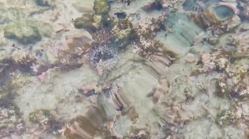 grandes espinhoso mar ouriço ouriços corais pedras Claro água México video