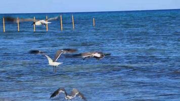 Flying seagull bird catching food fish out the water Mexico. video