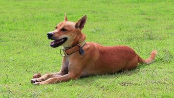 Loving looking dog on green lawn in Ao Nang Krabi Thailand. video