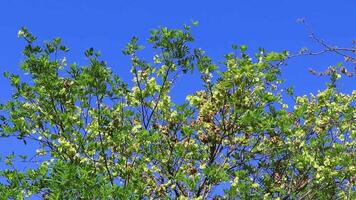 Tropical treetops trees with blue sky background Mexico. video