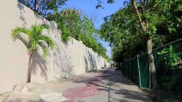 natuurlijk tropisch manier wandelen pad oerwoud natuur palm bomen Mexico. video