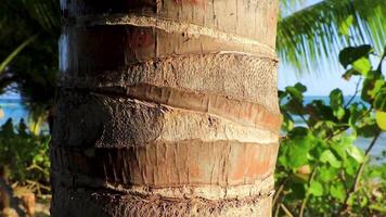 Beautiful tropical palm tree palms trees wood trunk Mexico. video